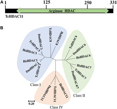 Histone Deacetylase 11 Knockdown Blocks Larval Development and Metamorphosis in the Red Flour Beetle, Tribolium castaneum